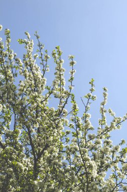 İlkbaharda çiçek açan elma ağacının ayrıntıları 