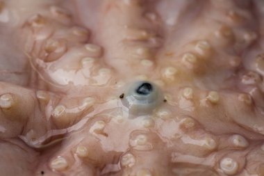 Bir ahtapot gözü. Yaklaş.