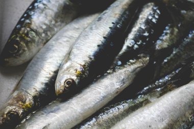 Deniz ürünleri pazarında taze çiğ sardalya. 