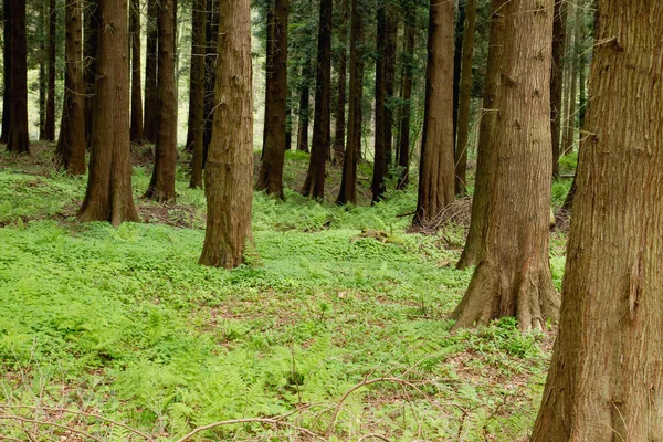 Sequoias Лес Зеленой Растительностью Весной — стоковое фото