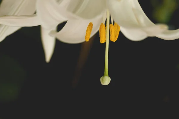 深色背景的白百合花的细部 — 图库照片