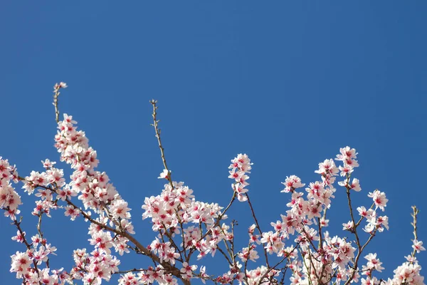 Деталь Цвітіння Мигдалевого Дерева — стокове фото