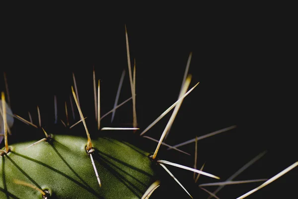 Dettaglio Della Pianta Cactus Con Spine Lunghe Affilate — Foto Stock
