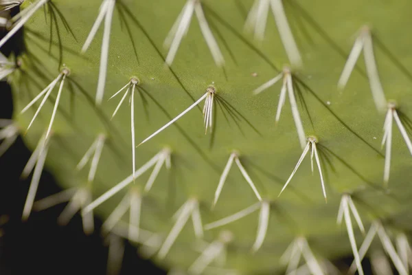 Dettaglio Cactus Con Spine Affilate — Foto Stock