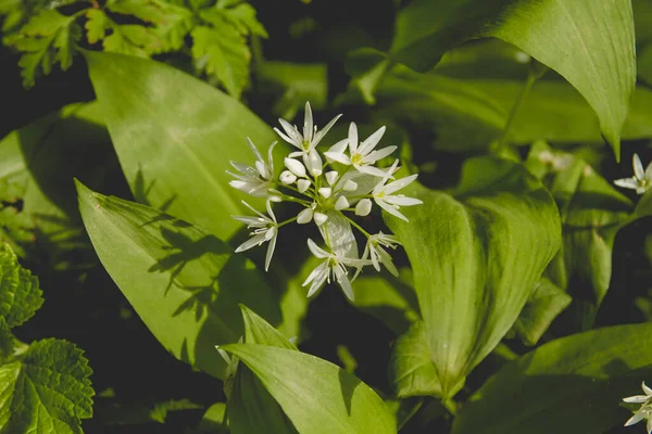 Allium Ursinum Sau Flori Usturoi Urs Bloming Printre Verde — Fotografie, imagine de stoc