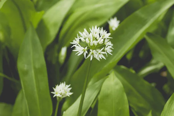 Usturoiul Urs Sau Floarea Allium Ursinum Înflorește — Fotografie, imagine de stoc
