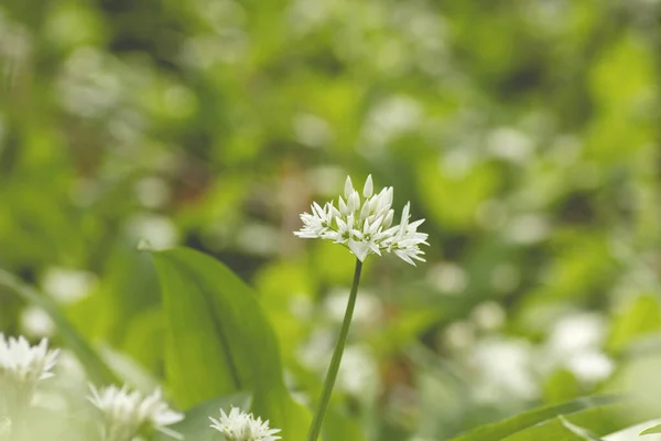 Allium Ursinum Sau Floarea Usturoi Ursului Înflorește Primăvara — Fotografie, imagine de stoc