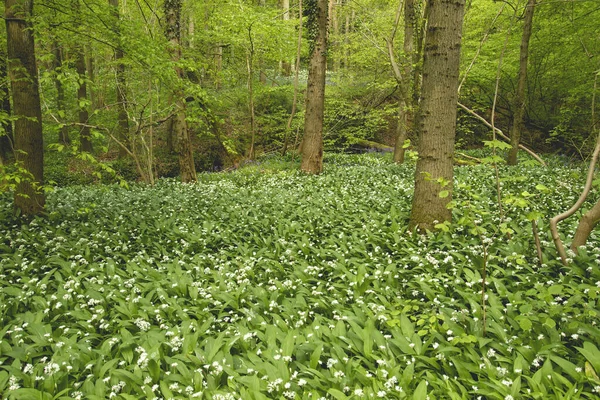 熊肝花盛开在绿色的春天森林里 — 图库照片