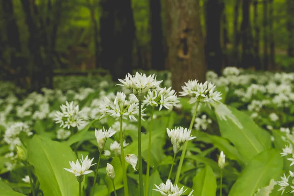 Allium Ursinum Sau Flori Usturoi Urs Înflorind Într Primăvară — Fotografie, imagine de stoc