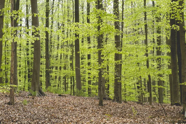 Faia Árvores Bosques Primavera — Fotografia de Stock