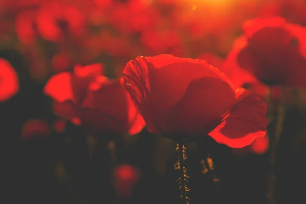 Roter Mohn Aus Nächster Nähe — Stockfoto