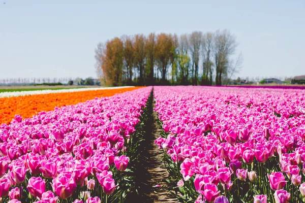 Tulpenfarm Voller Blüte — Stockfoto