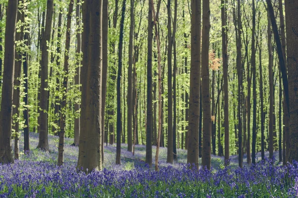 Весняний Ліс Фіолетовими Квітами Цвітуть — стокове фото