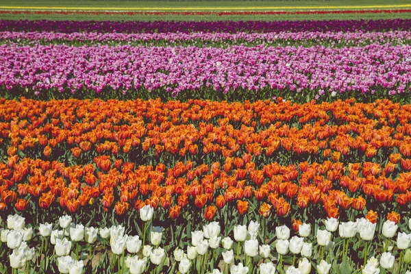 Colorful tulips flowers lines in the countryside