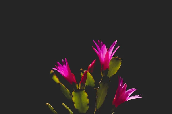 Nahaufnahme Der Blüte Von Hatiora Rosea — Stockfoto