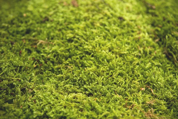 Świeży Zielony Mech Lesie — Zdjęcie stockowe