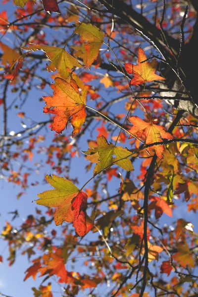 Vaahtera Puu Värikäs Syksyn Lehdet — kuvapankkivalokuva