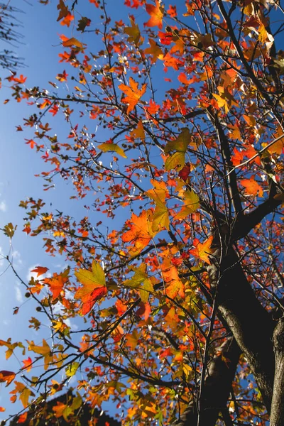 Javor Barevné Podzimní Listy — Stock fotografie