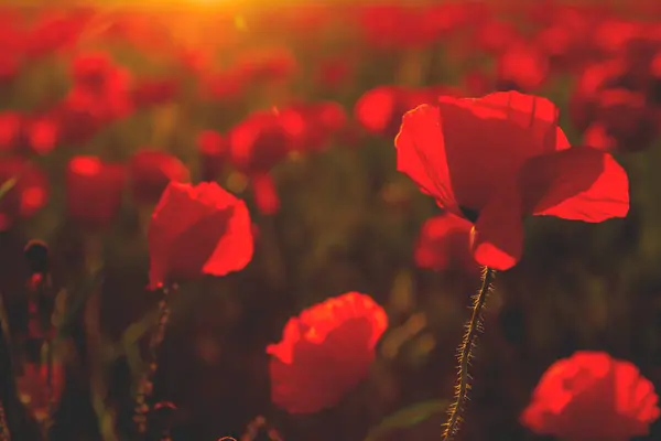 Vilda Röda Vallmo Blommar Våren — Stockfoto