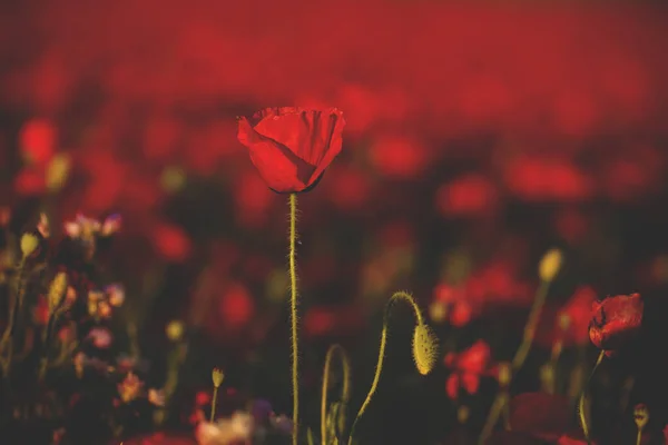 Divoký Červený Mák Kvetoucí Jaře — Stock fotografie