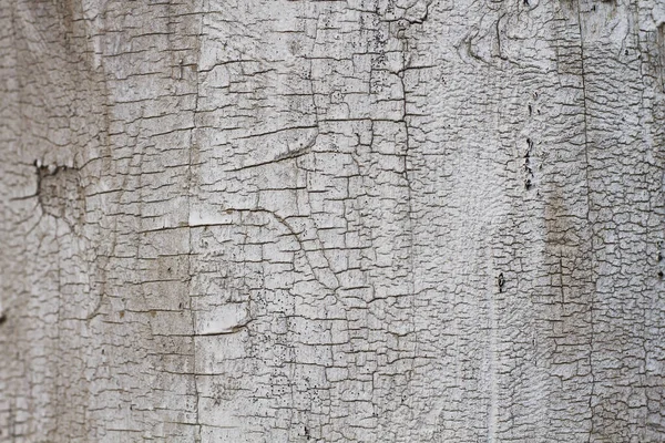 Vecchio Albero Bianco Corteccia Texture — Foto Stock