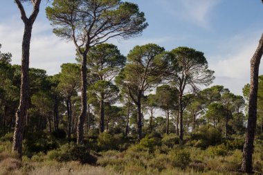 Çam ağaçları, ahşap resimler. 