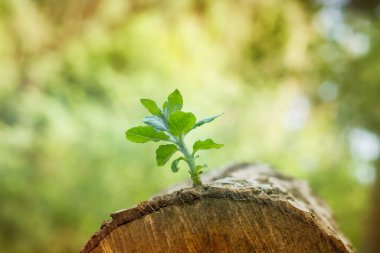 Ağaç kütüğünde yetişen yeşil filizler.