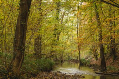 Sonbahar ormanını geçen bir nehir. 