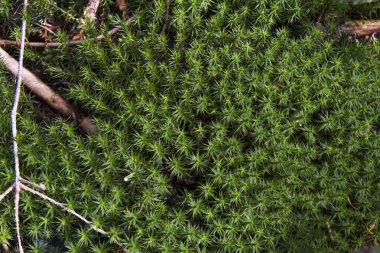 Ormanda yeşil yosunlar ve bryophitler 