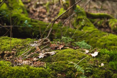 Ormanda yeşil yosunlar ve bryophitler 