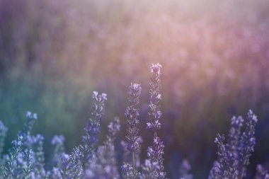 Mor lavanta çiçeği çiftliği çiçek açıyor. 