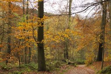 Sonbaharda güzel orman manzarası 