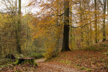Sonbaharda güzel orman manzarası 