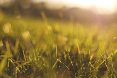 Yeşil çimen yaprağı detayı 