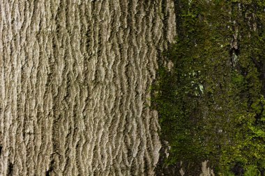 Ağaç kabuğu ve yosun
