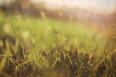 Yapraklı çimen arkaplanı 