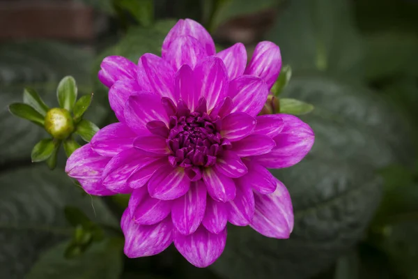 Dahlia Różowy Kwiat Zbliżenie — Zdjęcie stockowe