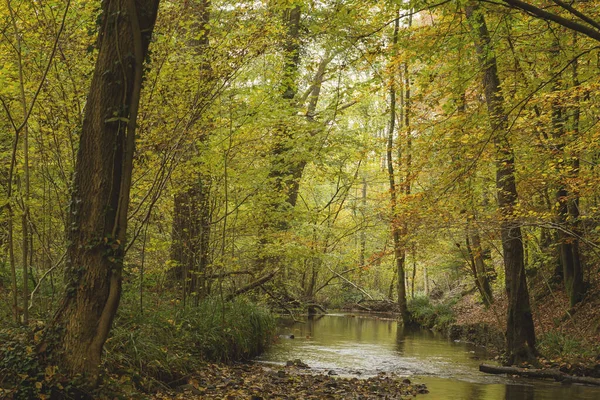Sonbahar Ormanını Geçen Bir Nehir — Stok fotoğraf