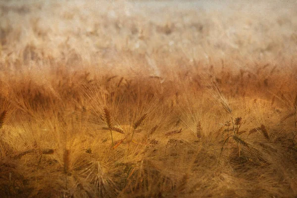 Tarweveld Zomer Stockfoto — Stockfoto