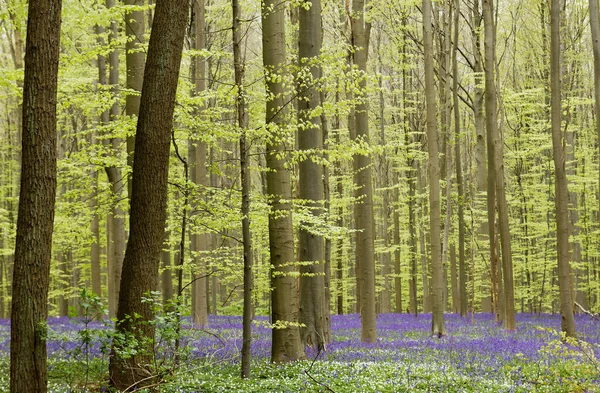 Primavera Hallerbos Bélgica — Foto de Stock