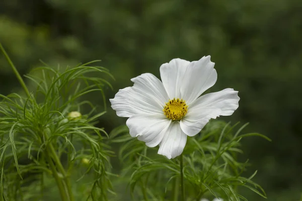 White Cosmos Flower Blooming Spring — Stock Photo, Image