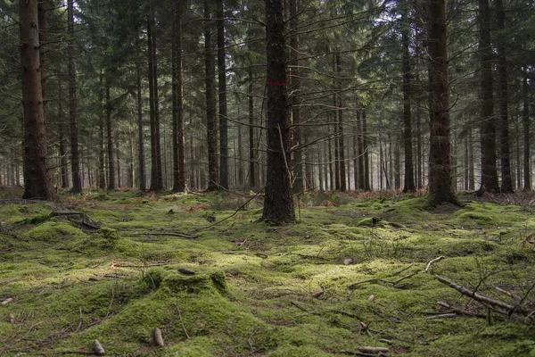 Green Moss Covering Forest — Stock Photo, Image