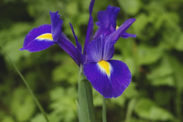 Detalle Flores Púrpura Iris — Foto de Stock