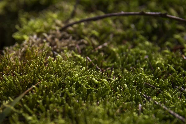 Grüne Moose Und Bryophiten Wald — Stockfoto