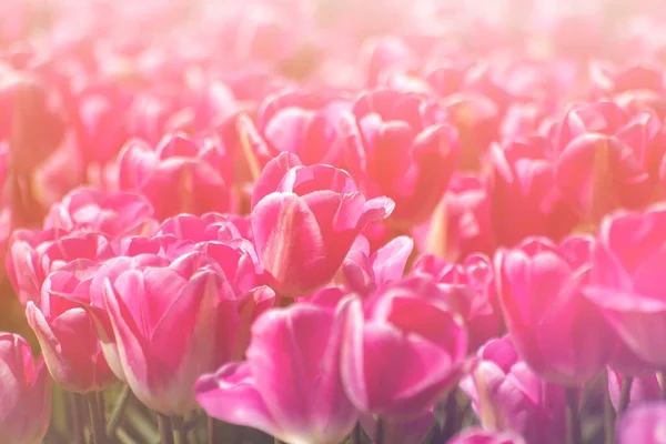 Rosa Tulpen Blumen Bauernhof Voller Blüte — Stockfoto