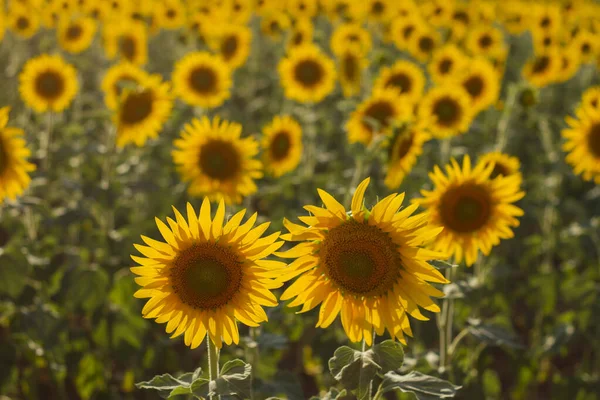 Belo Campo Girassóis Flor — Fotografia de Stock