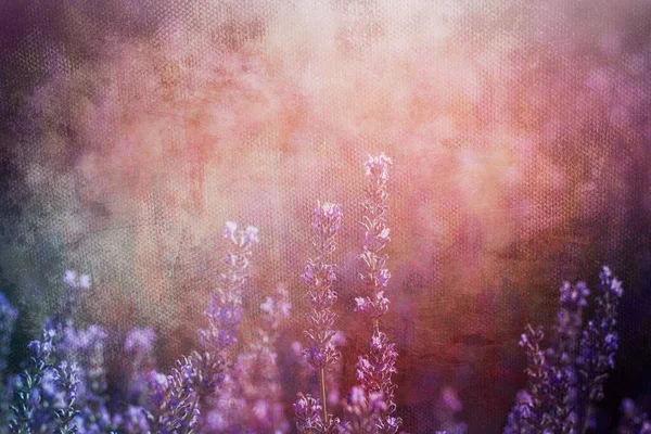 ラベンダーの花の背景とテクスチャ — ストック写真