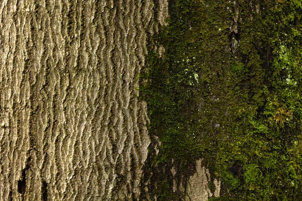 Corteza Árbol Musgo Verde —  Fotos de Stock