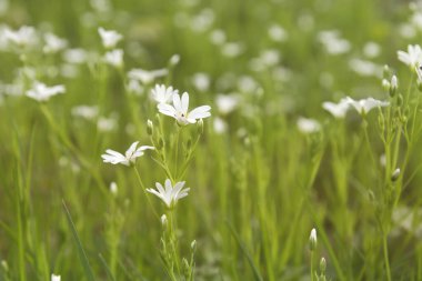 Beyaz çiçekler yabani büyüyor 