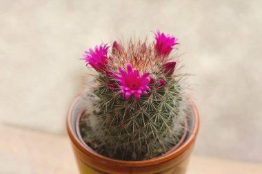 Mammillaria spinosissima kaktüsü. Pembe çiçekler açıyor. 